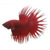 BETTA SPLENDENS CROWN TAIL male XL- Bojovnice pestrá královský ocas-samec