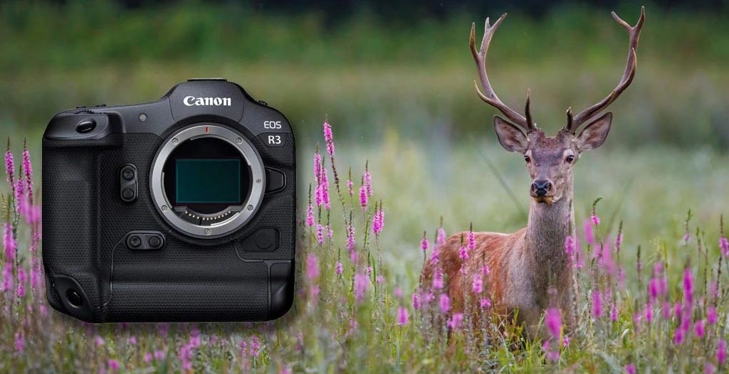Canon EOS R3 očami wildlife fotografa