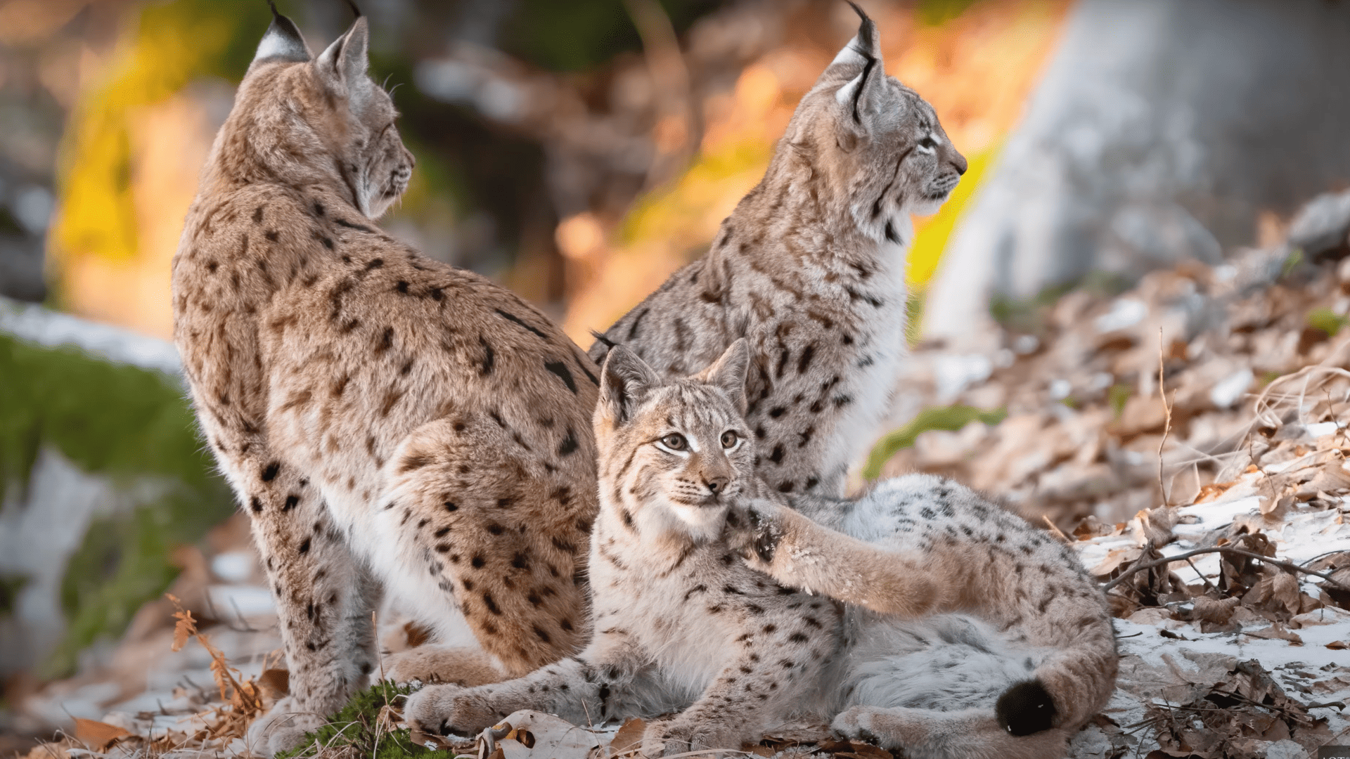 Mysli ako rys: Rozhovor s Jakubom Mrocekom o unikátnom filme