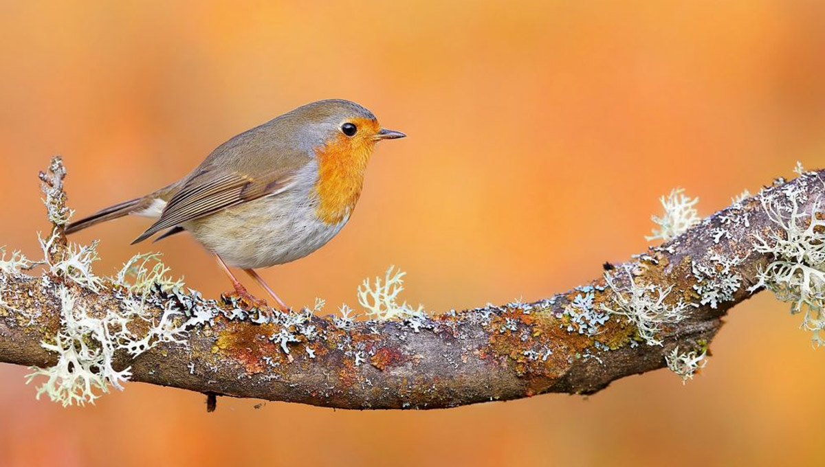 Wildlife fotografia s Canon EOS R6