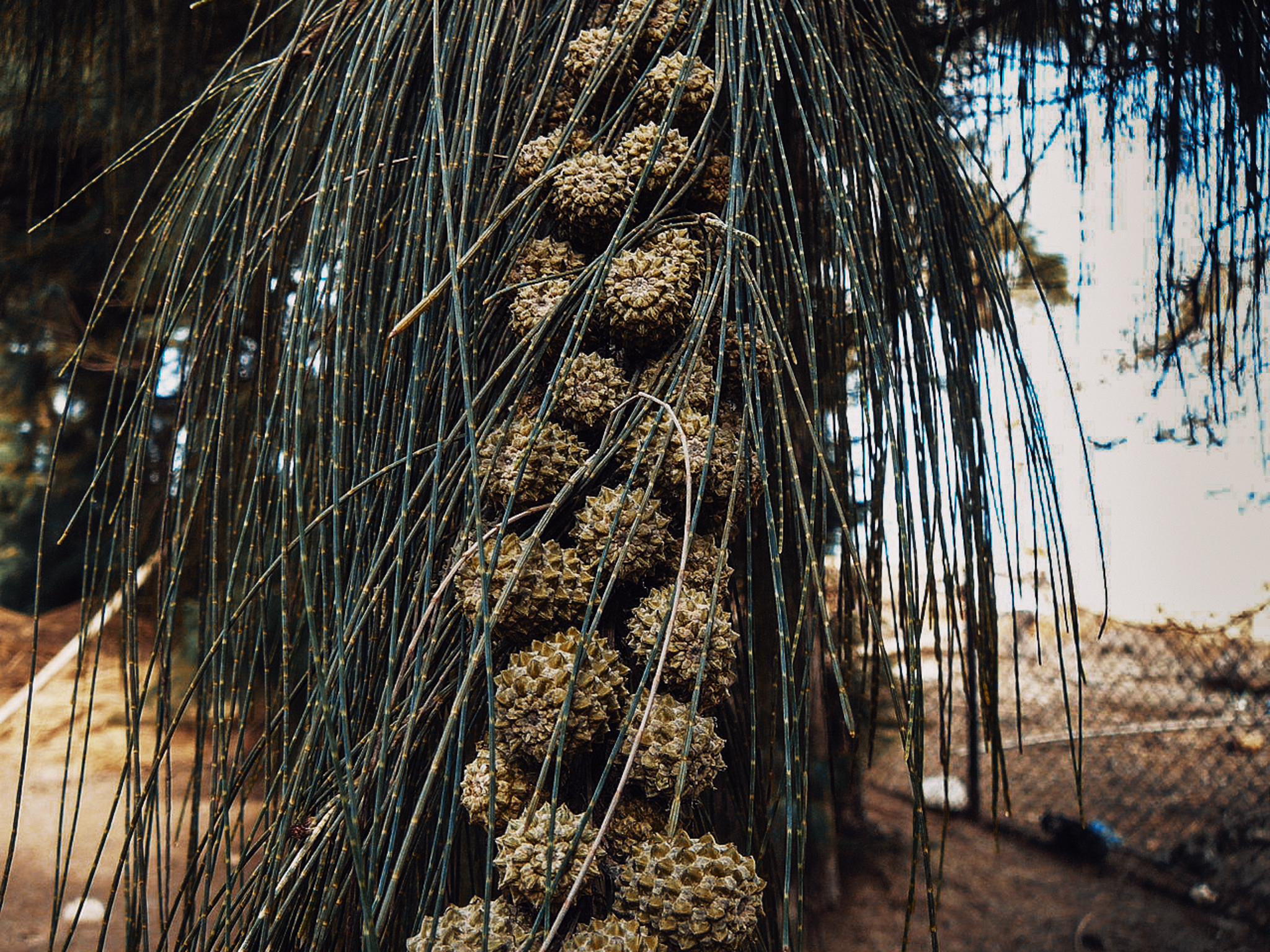 1280px-Casuarina_equisetifolia_0009