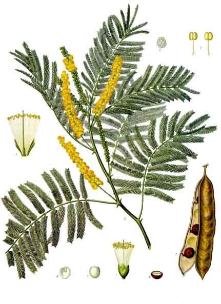 Acacia_catechu_-_Köhler–s_Medizinal-Pflanzen-003