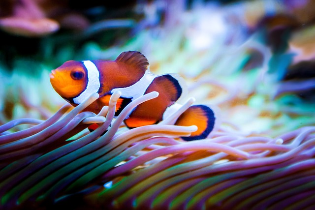 Co jsou to SOFT korály do akvária?