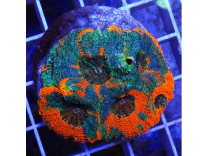 Acanthastrea echinata
