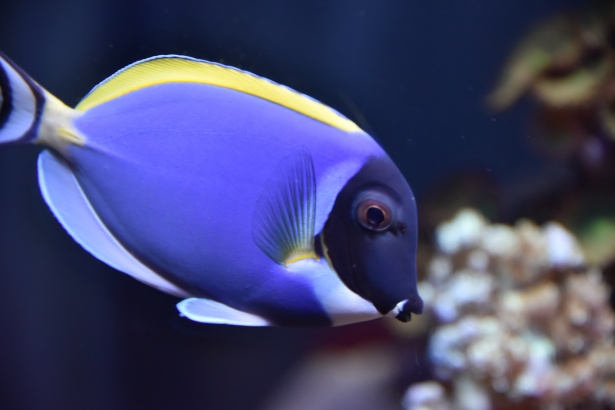 blue-saltwater-fish_2_3