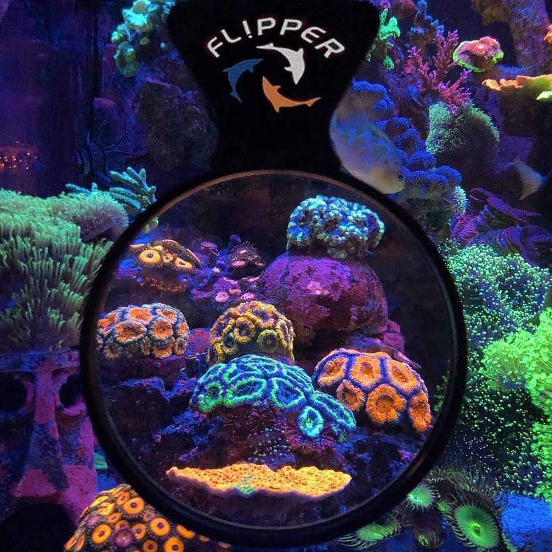 flipper1