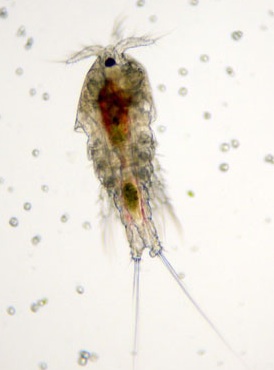 live_copepods5