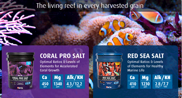 red_sea_salt.24344521_std