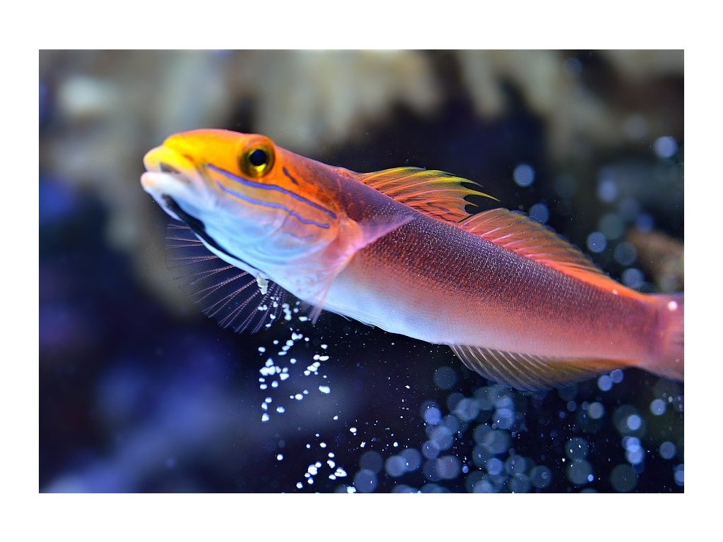 Valenciennea bella Aquareef.sk