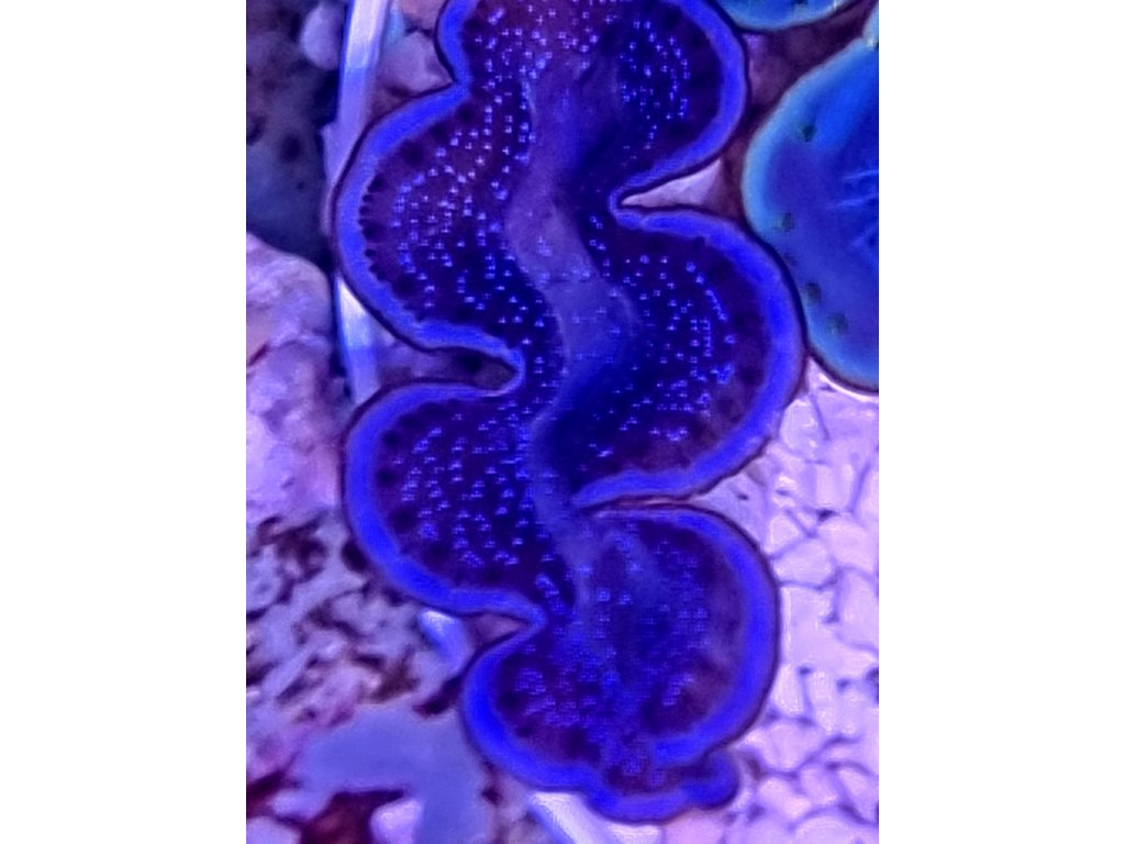 Tridacna maxima ULTRA BLUE Pacific
