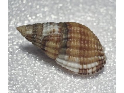 nassarius reticulatus2