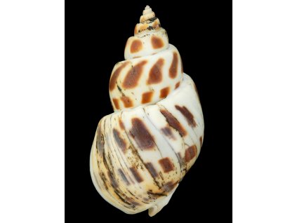 b.formosae