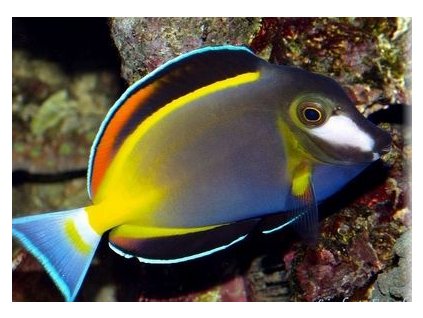 acanthurus japonicus 2