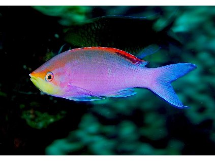 Pseudanthias tuka