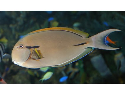 acanthurus nigricauda2