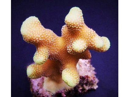 Stylophora sp. Yellow purple Aussie41