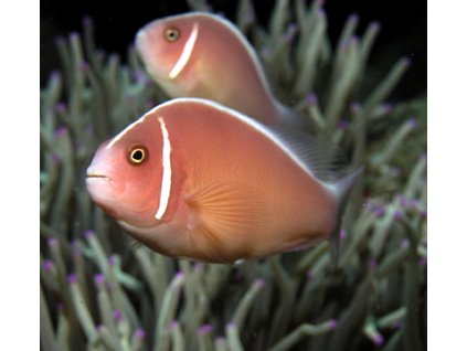 amphiprion perideraion2