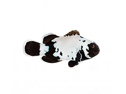 black snowflake clownfish