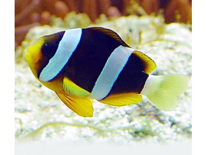 amphiprion clarkii 1