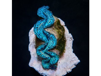 tridacna maxima ultra blue 12 cm o W001