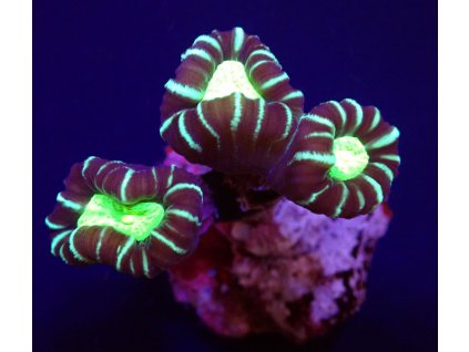 caulastrea furcata star mint candy cane W004