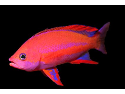 pseudanthias randalli3