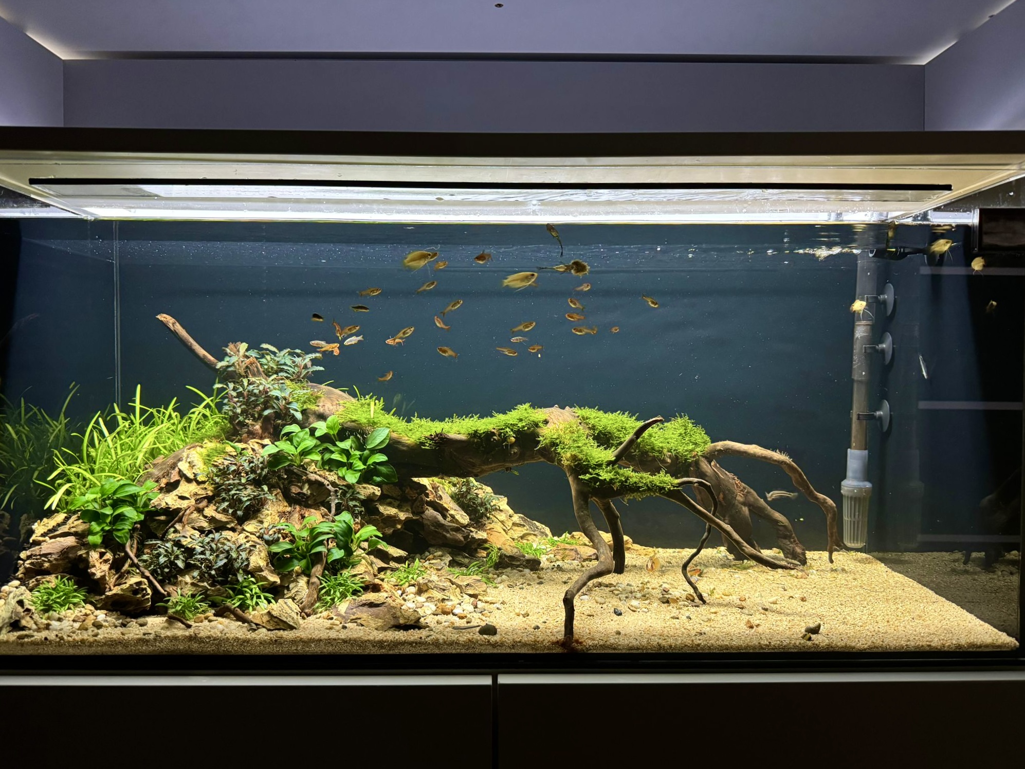 Aké ryby do 100 litrového akvária? Kompletný prehľad