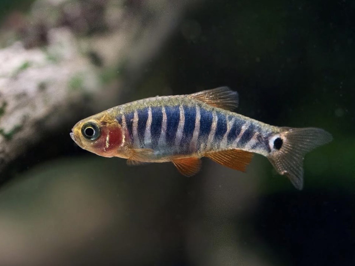 Aké ryby do 60 litrového akvária? Najlepšie druhy