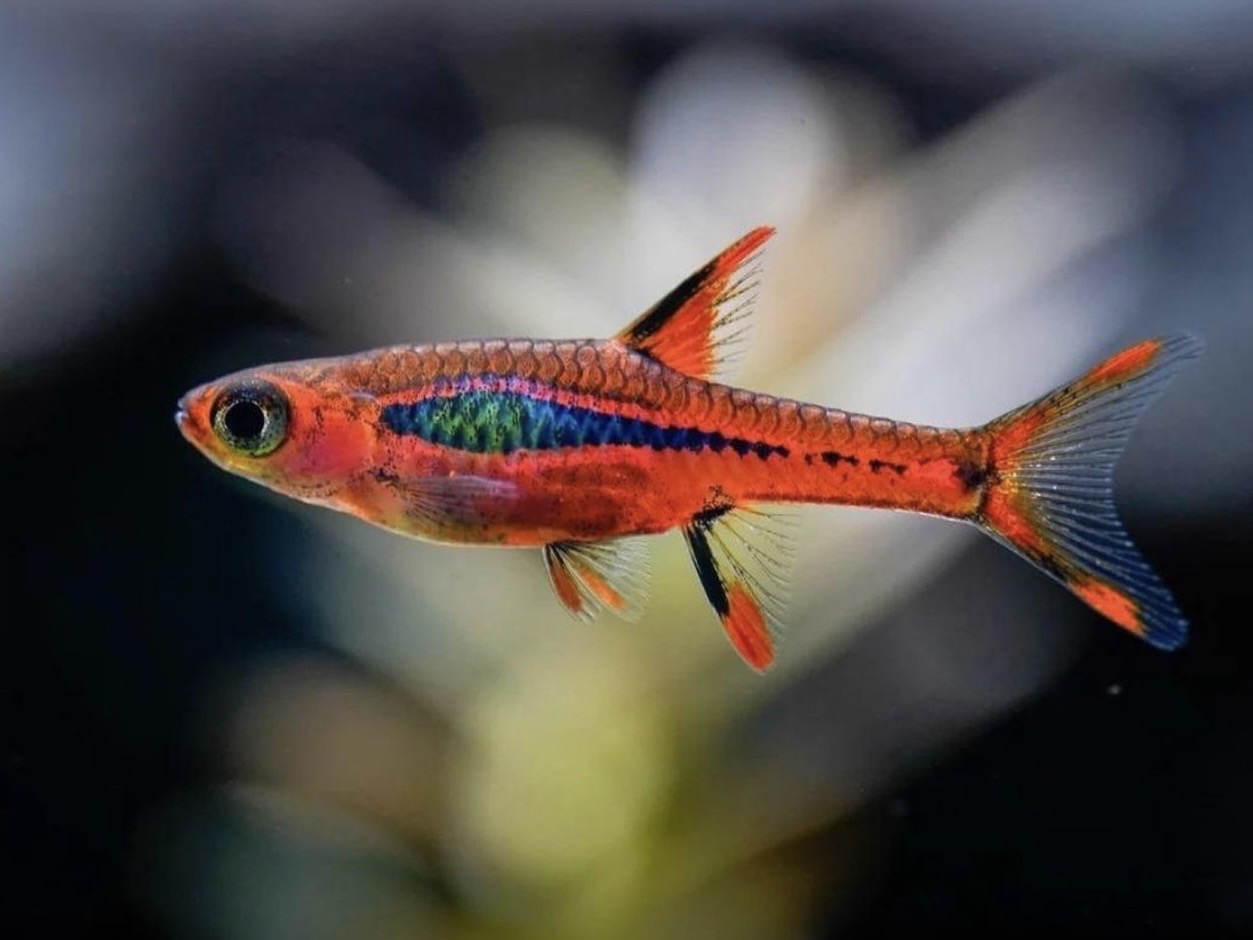 Malé akváriové ryby: 20 druhov vhodných do menšieho akvária
