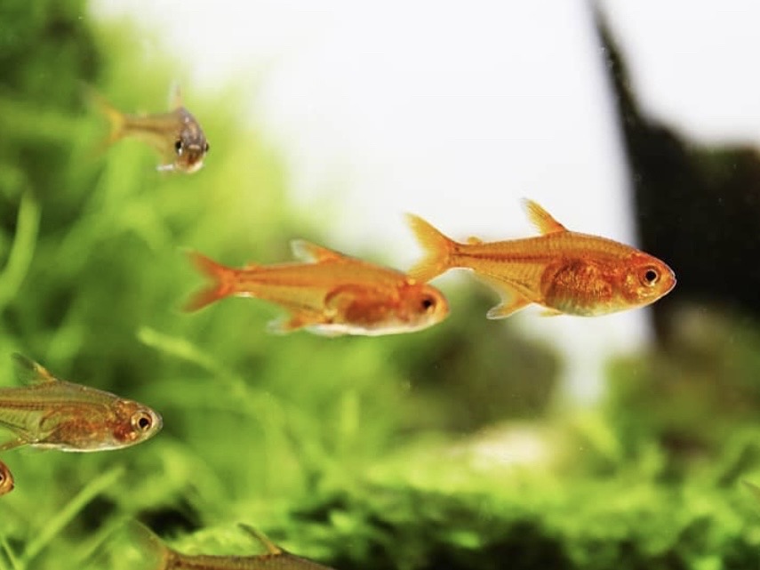 Ako vybrať ryby do akvária – sprievodca pre začiatočníkov