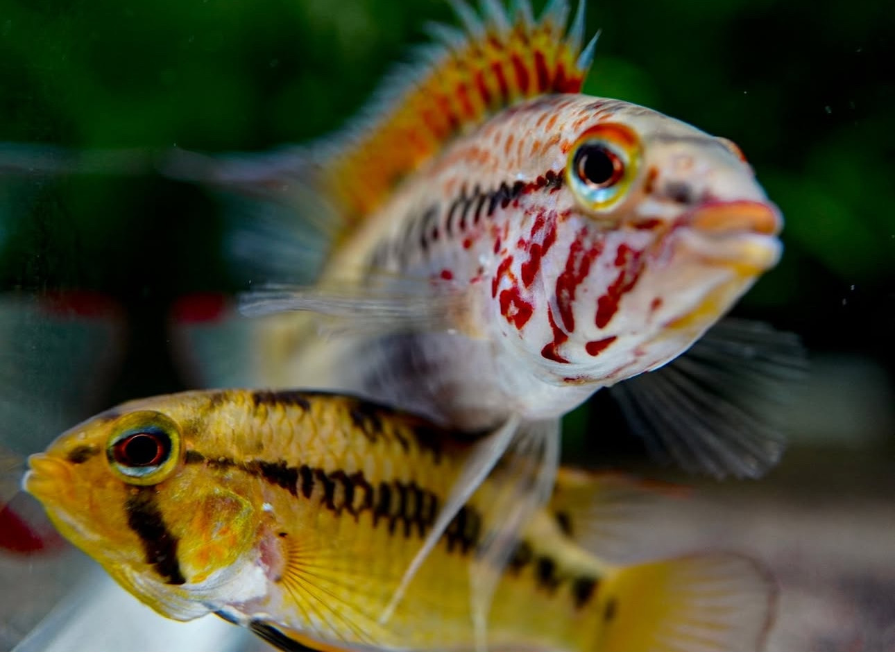Aké ryby do akvária spolu? Prehľad kompatibility rýb