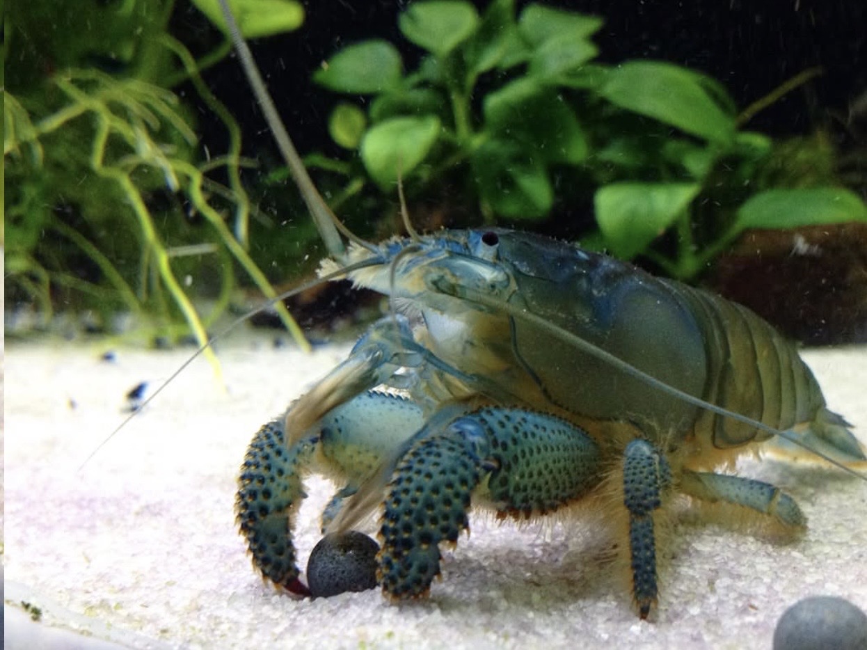 Krevety a ryby v akváriu