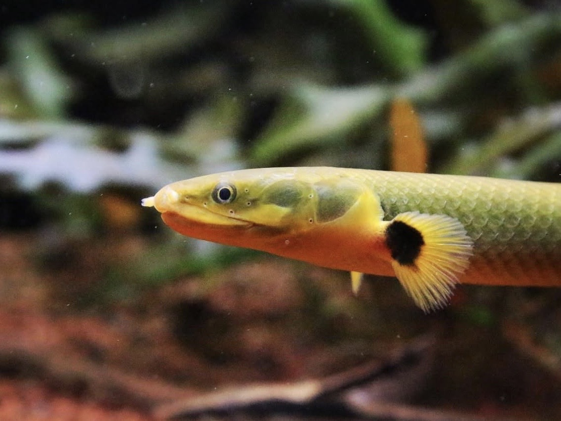 Akváriové ryby – kompletný prehľad druhov a chovu