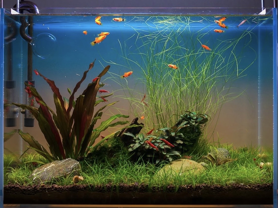 Akvárium pre krevety (krevetkárium)