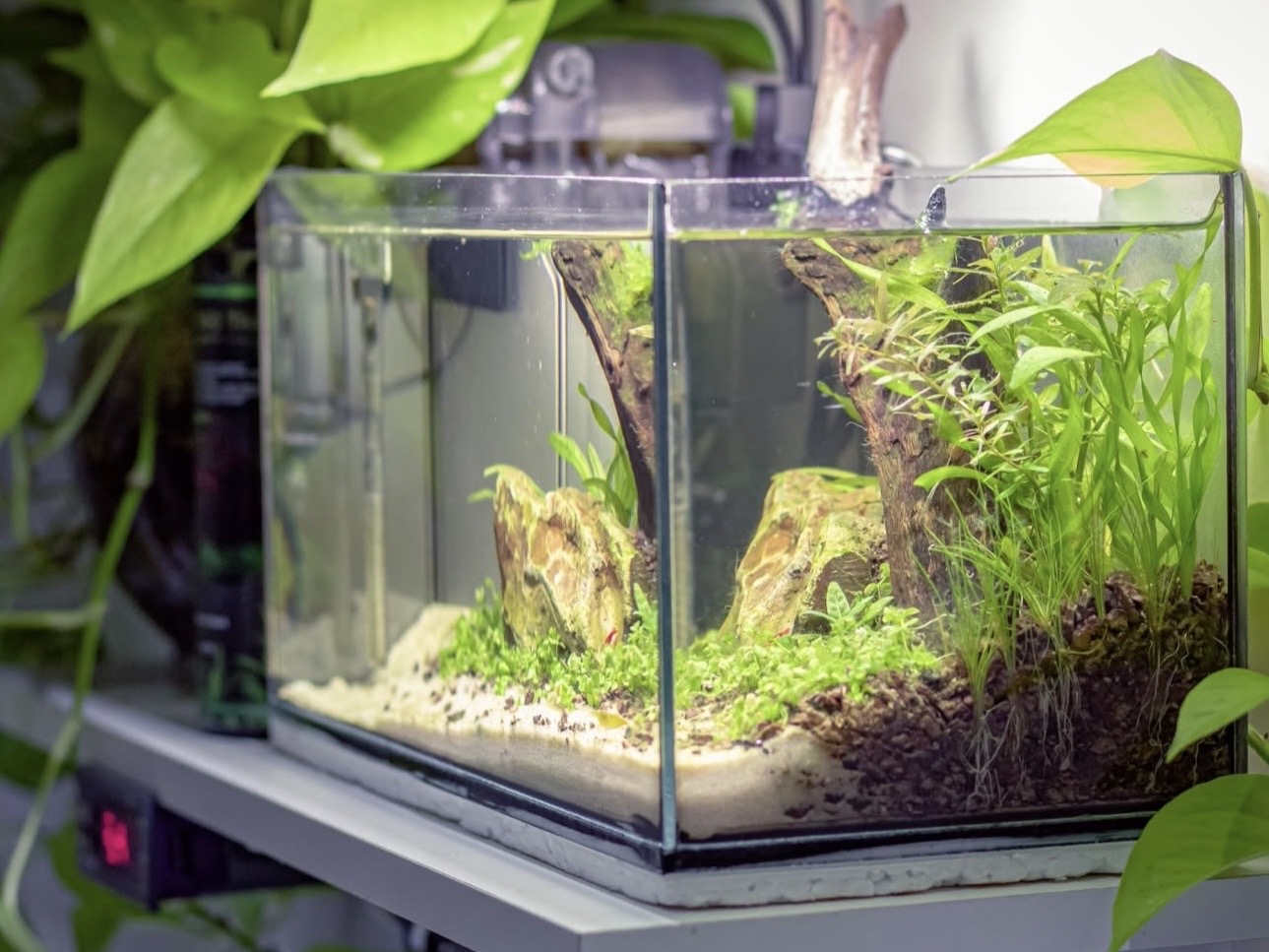 Rastliny vhodné pre krevety