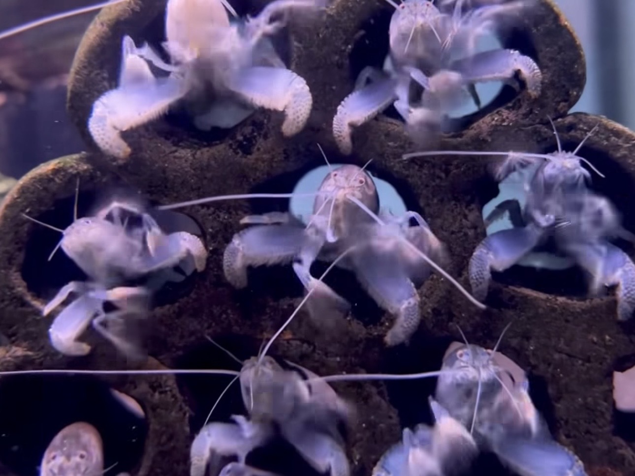 Druhy akváriových kreviet