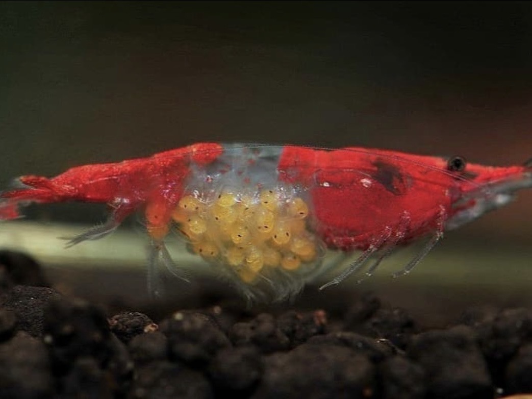 Rozmnožovanie kreviet