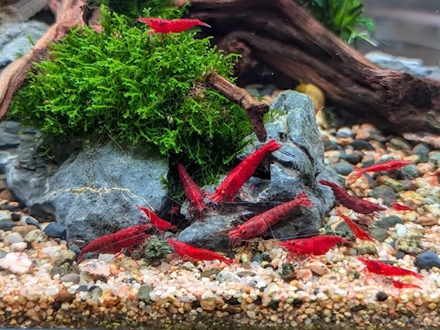 Akváriové krevety – kompletný sprievodca chovom