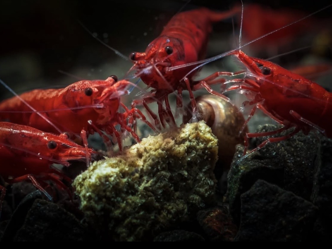 Kŕmenie akváriových kreviet