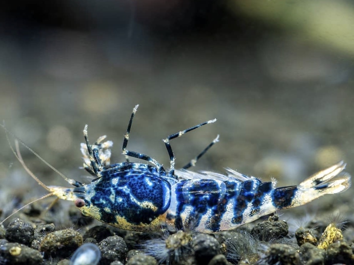 Problémy a choroby kreviet