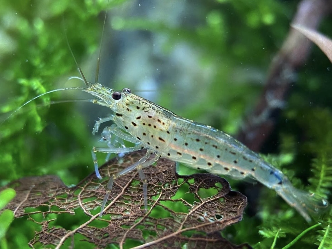 Amano krevety – chov, kŕmenie a rozmnožovanie