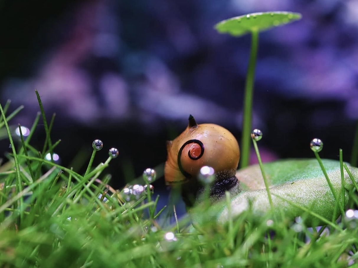 Najlepšie slimáky do akvária