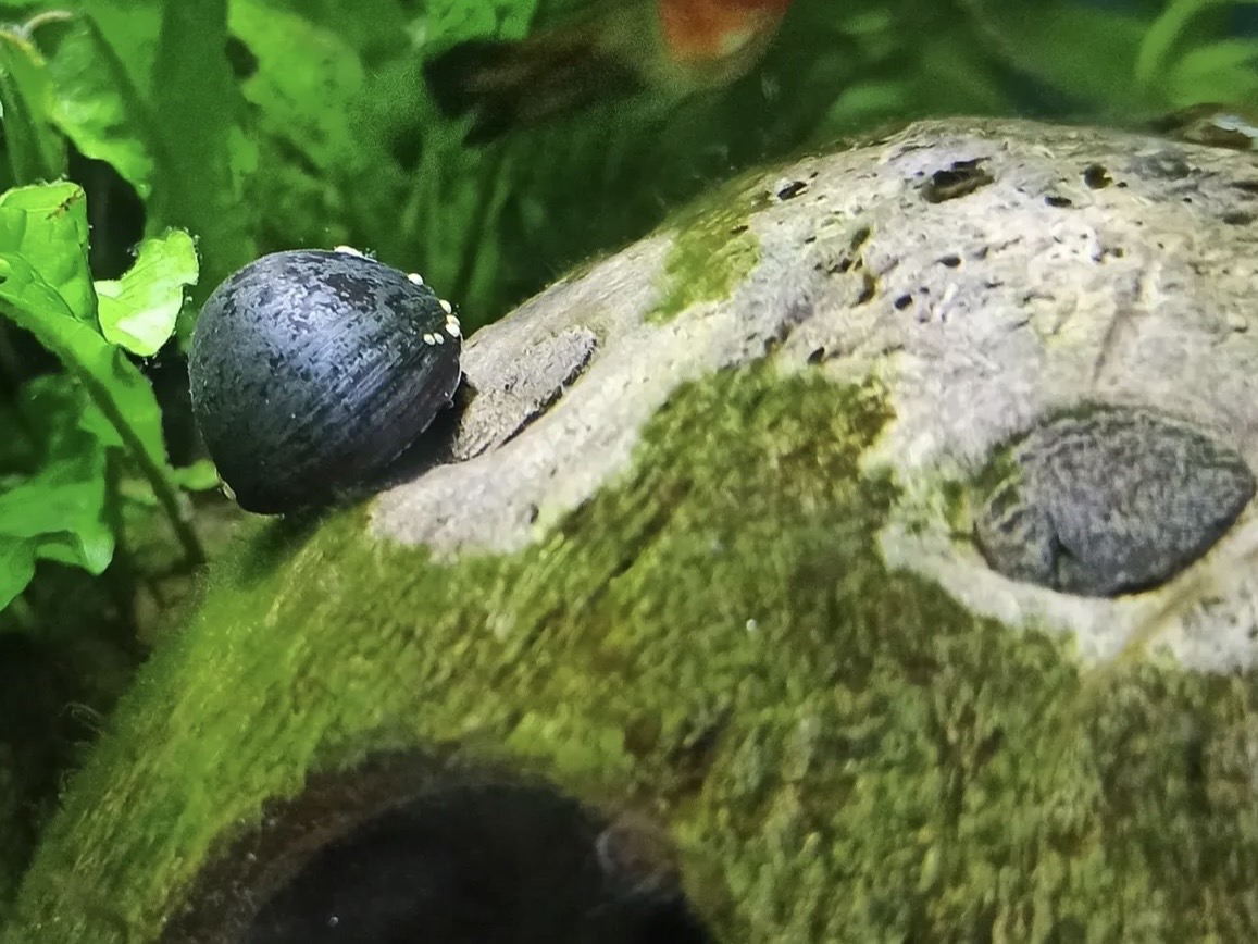 Slimáky proti riasam v akváriu