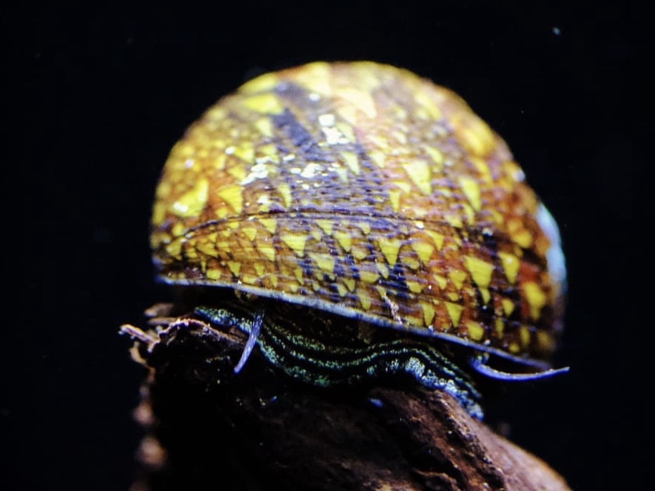 Význam slimákov v akváriu