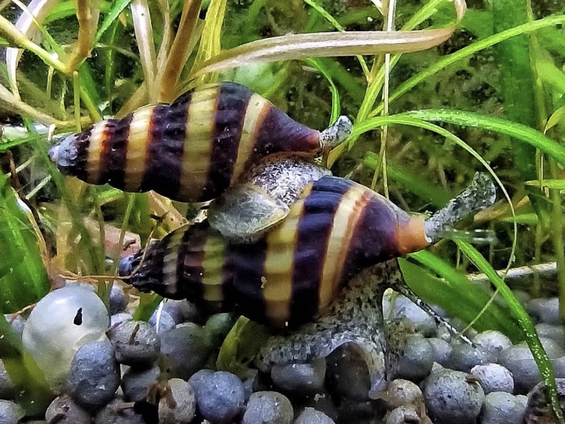 Problémy so slimákmi v akváriu