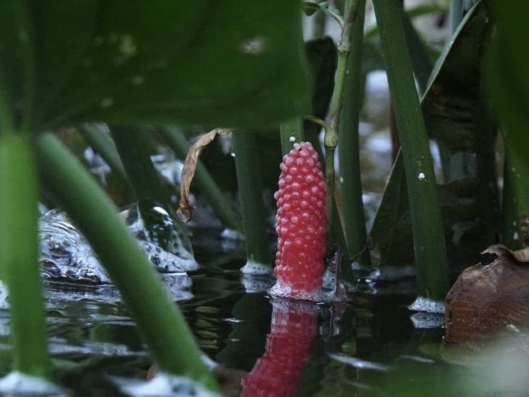 Rozmnožovanie akváriových slimákov
