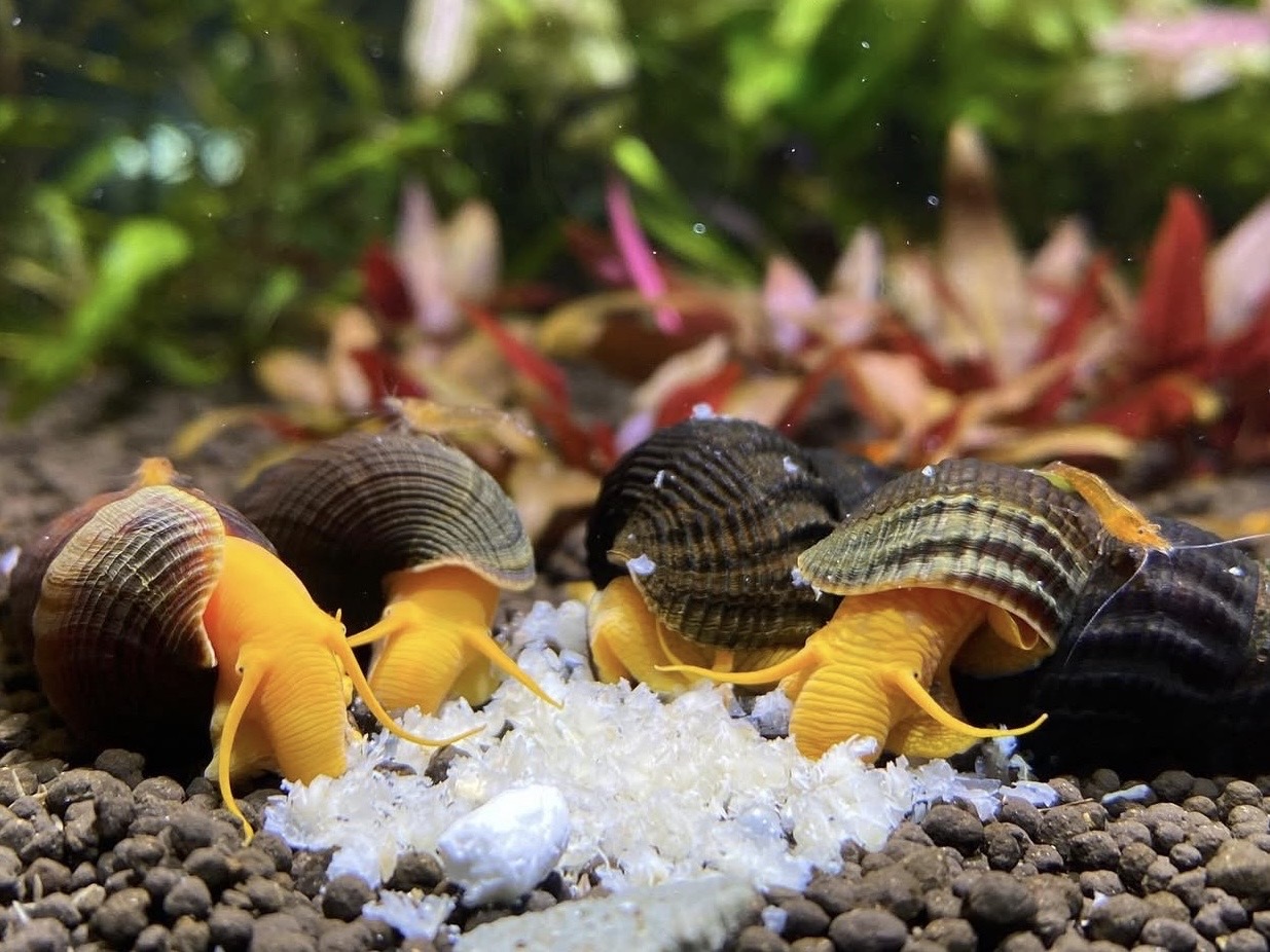 Čím kŕmiť akváriové slimáky