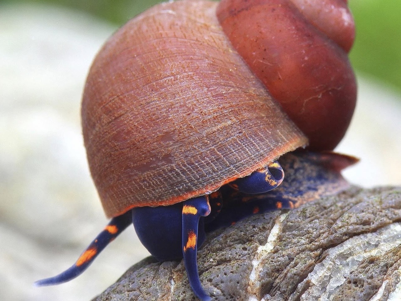 Akváriové slimáky – kompletný sprievodca chovom