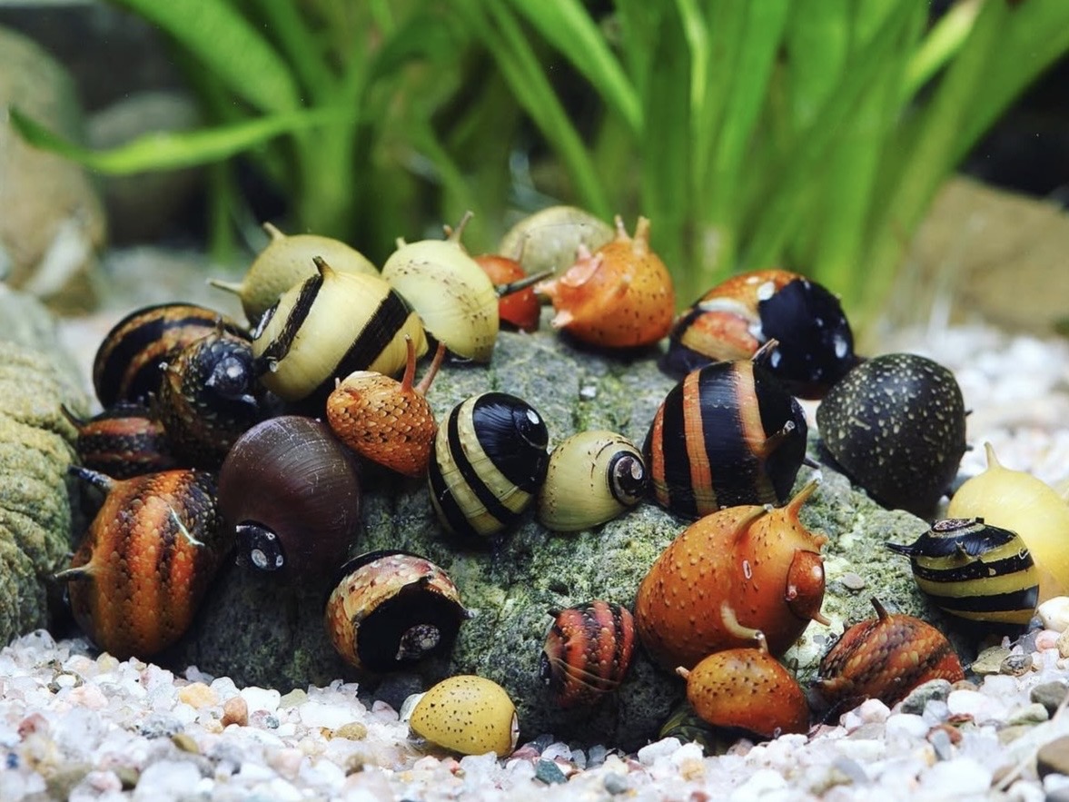 Druhy akváriových slimákov