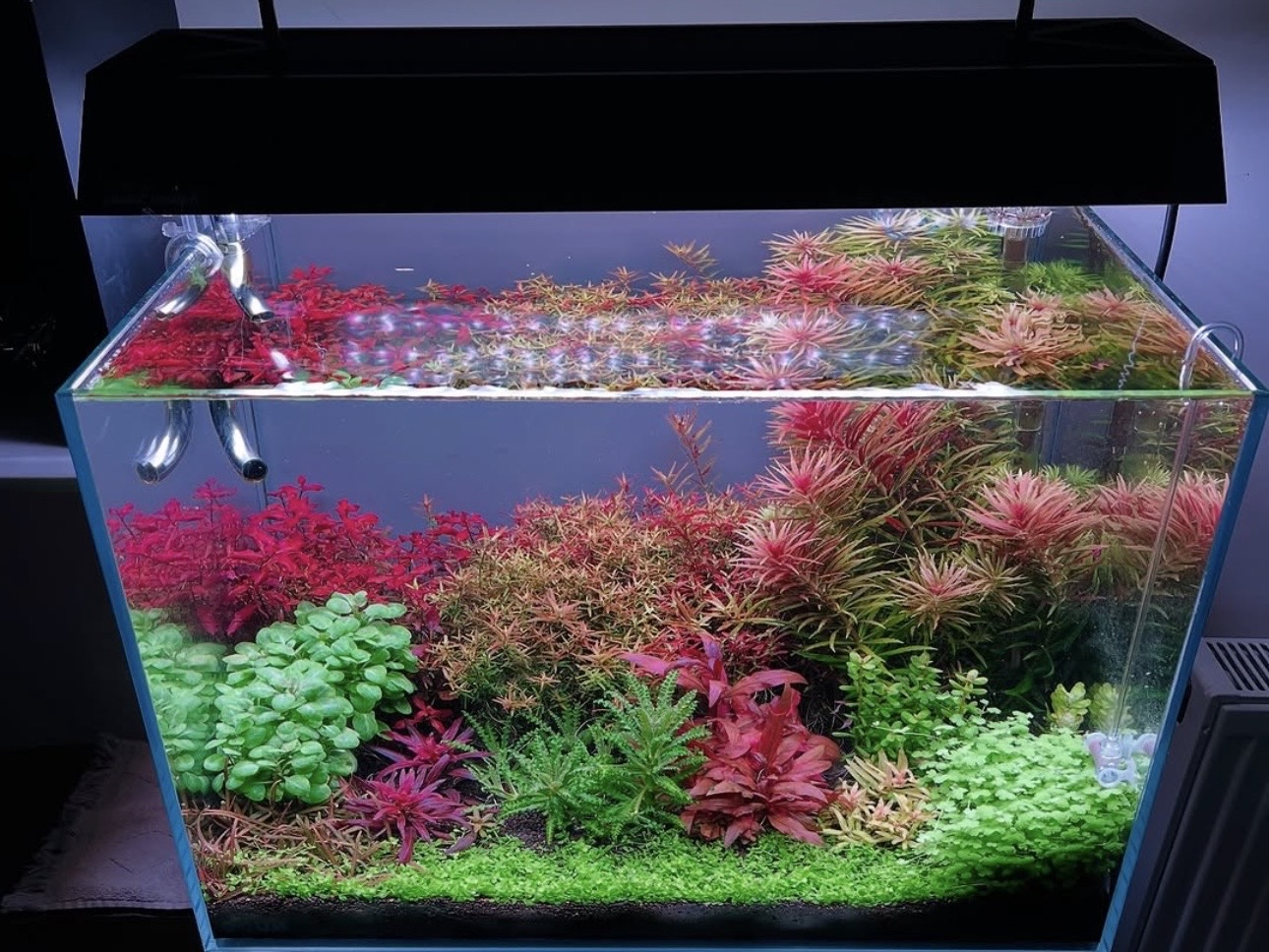 Osvetlenie akvária – ako správne svietiť